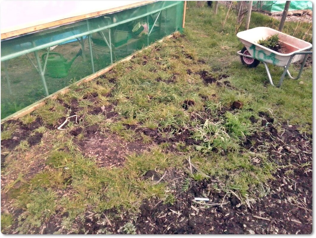 Gosport Community Gardeners Allotment - April 2023, image 2 of 3