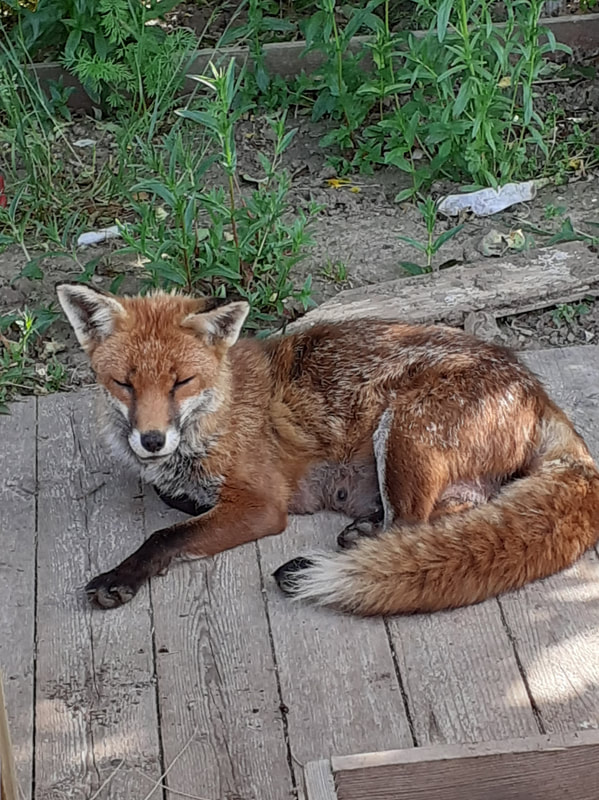 Gosport Community Gardeners - A cheeky visitor, Mrs Fox appears regularly at the allotment!