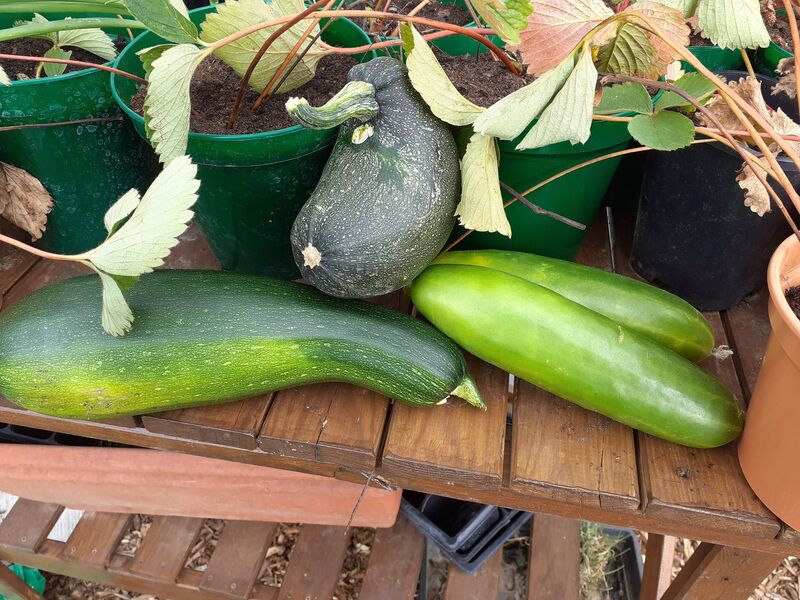 Gosport Community Gardeners - a medley of vegetables grown at the allotment, Summer 2020.