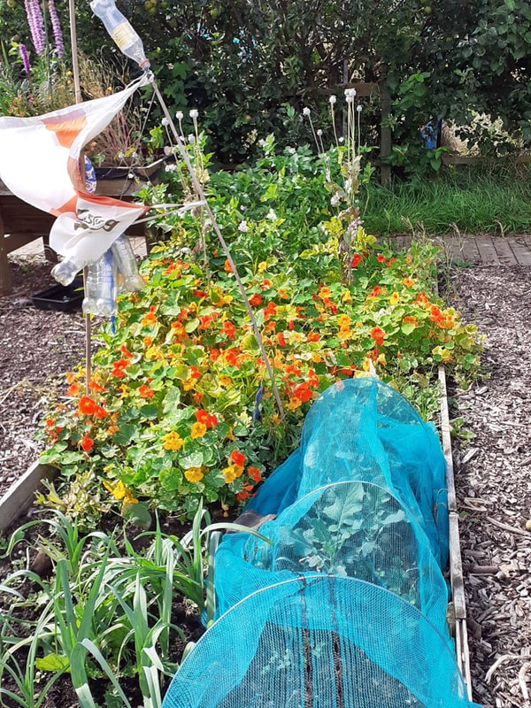 Gosport Community Gardeners - Aug 21, image 5 of 9