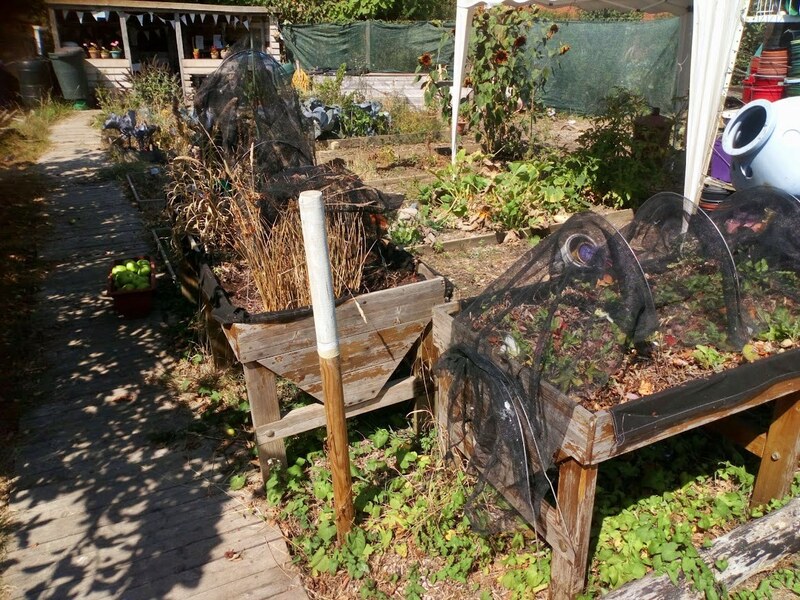 Gosport Community Gardeners - Allotment Housekeeping, Aug 22 (image 2 of 3)