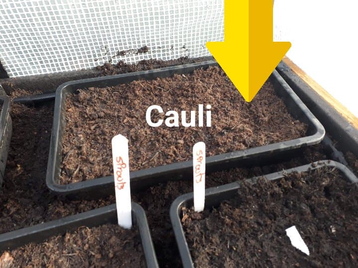 Planting Tray for Cauliflour (image)
