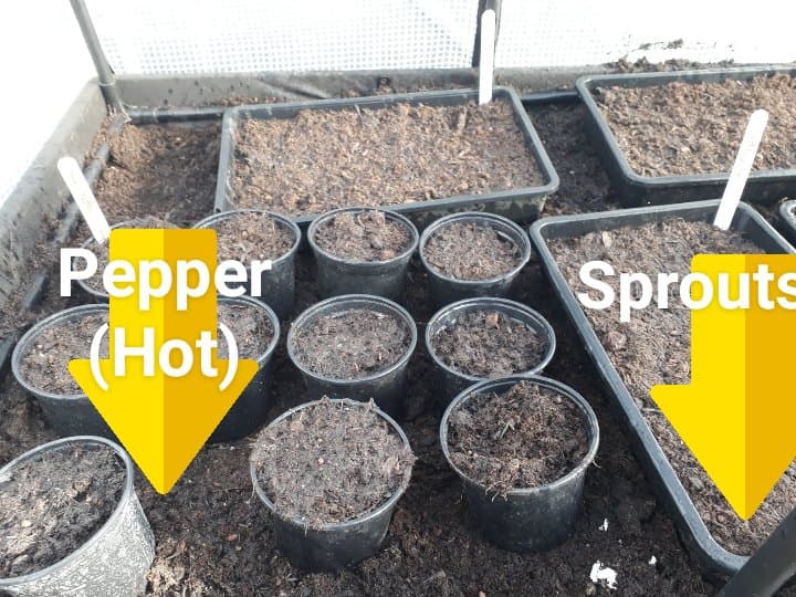 Planting tray for Peppers & Sprouts (image)