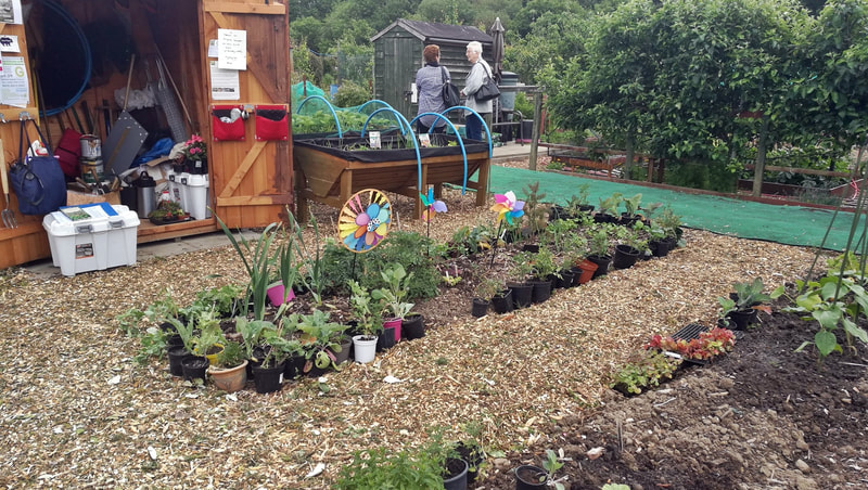 Gosport Community Gardeners' Open Day - photo 9 of 9