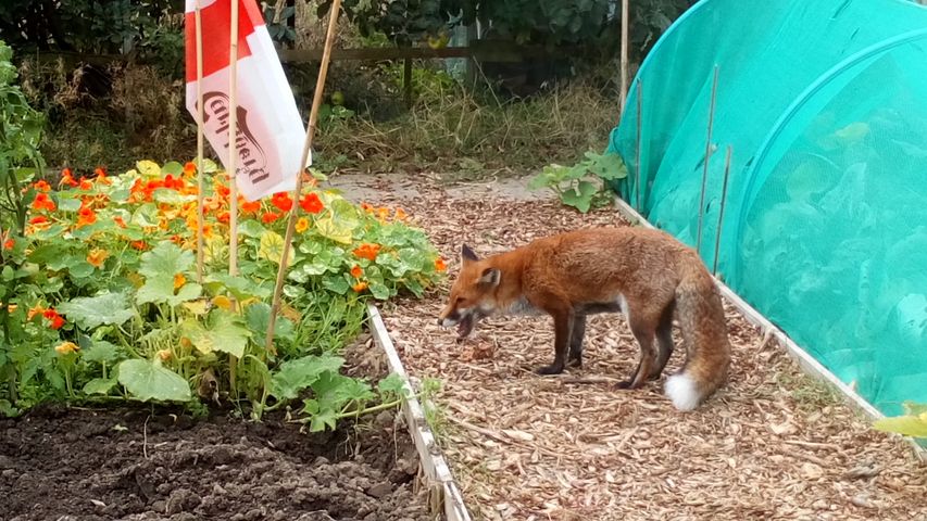 Gosport Community Gardeners - Mrs Fox investigating.. Sep 20