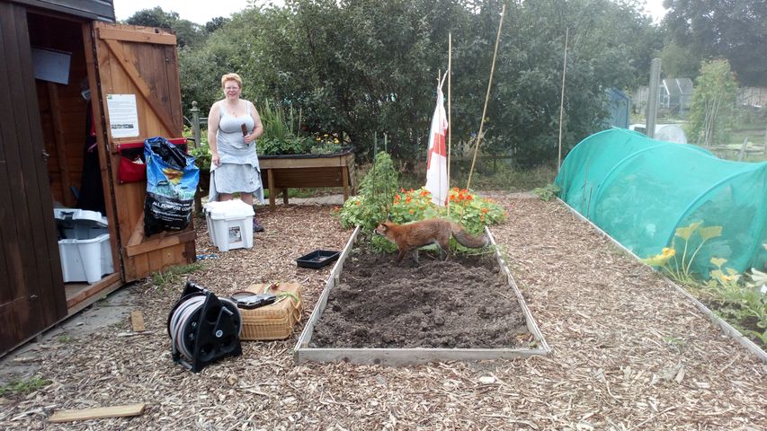 Gosport Community Gardeners - Mrs Fox likes our allotment! - Sep 20.