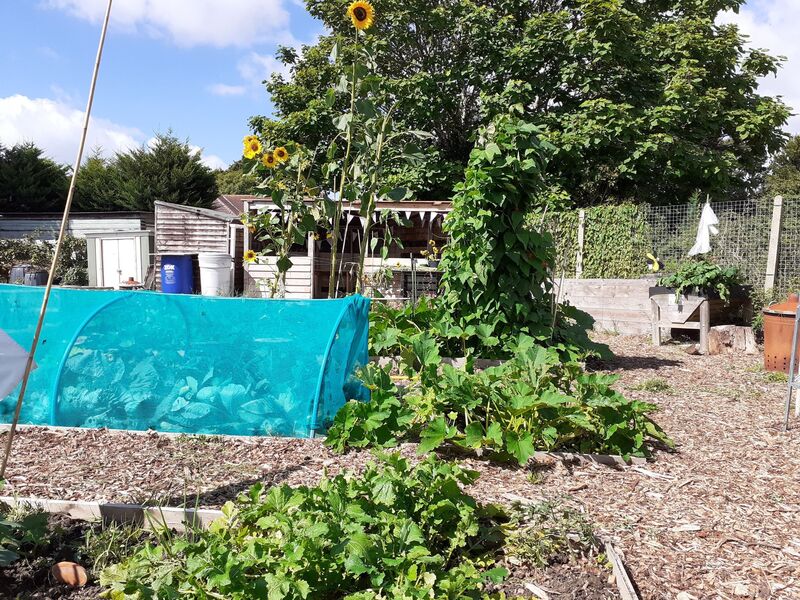 Gosport Community Gardeners Allotment Site, Summer 2020.