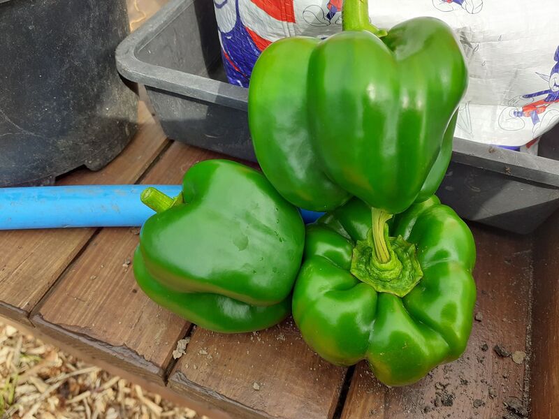 Gosport Community Gardeners - Bell Peppers from our allotment, Summer 2020.