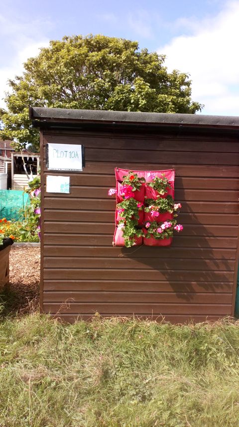 Gosport Community Gardeners - Shed planter, Sep 20.
