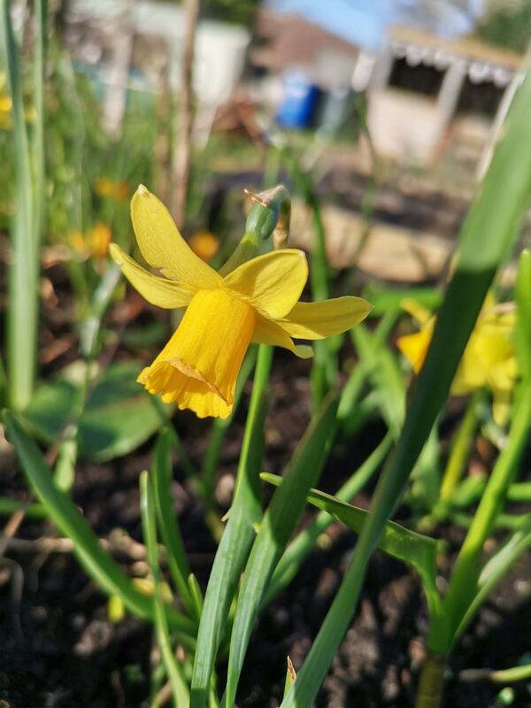 First signs of Spring 2022 - Gosport Community Gardeners, image 1 of 5