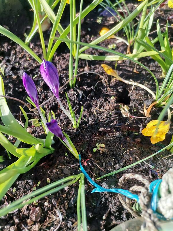 First signs of Spring 2022 - Gosport Community Gardeners, image 3 of 5.