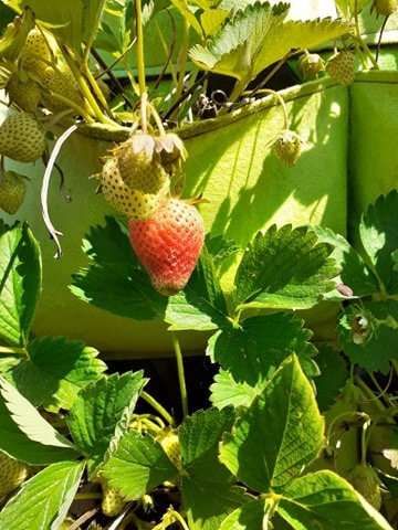 Gosport Community Gardeners - Early Strawberries growing, Spring 2020.
